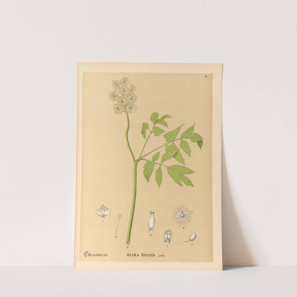 Medicinal Plants Pl.103 by Charles Frederick Millspaugh