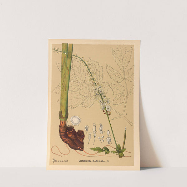 Medicinal Plants Pl.104 by Charles Frederick Millspaugh