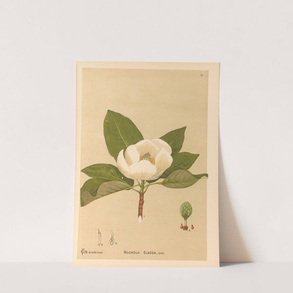 Medicinal Plants Pl.105 by Charles Frederick Millspaugh