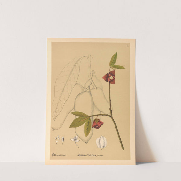 Medicinal Plants Pl.106 by Charles Frederick Millspaugh