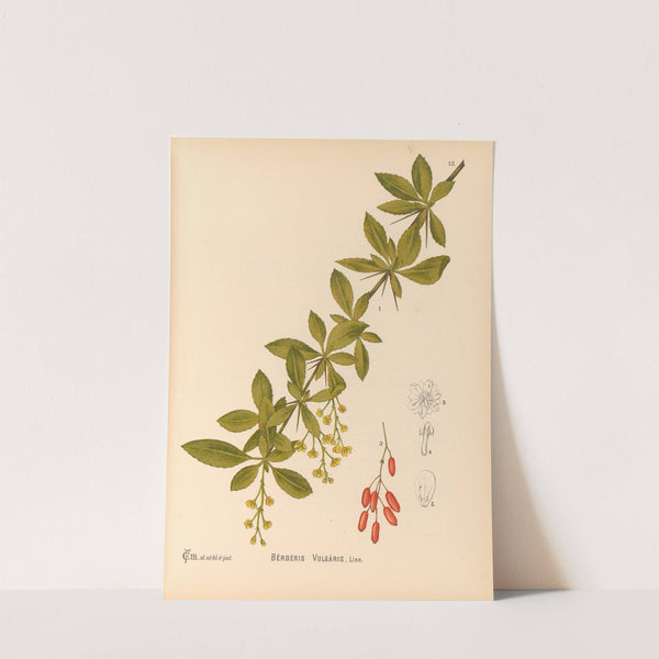 Medicinal Plants Pl.108 by Charles Frederick Millspaugh