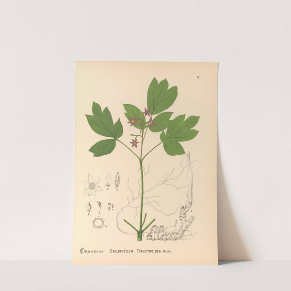 Medicinal Plants Pl.109 by Charles Frederick Millspaugh