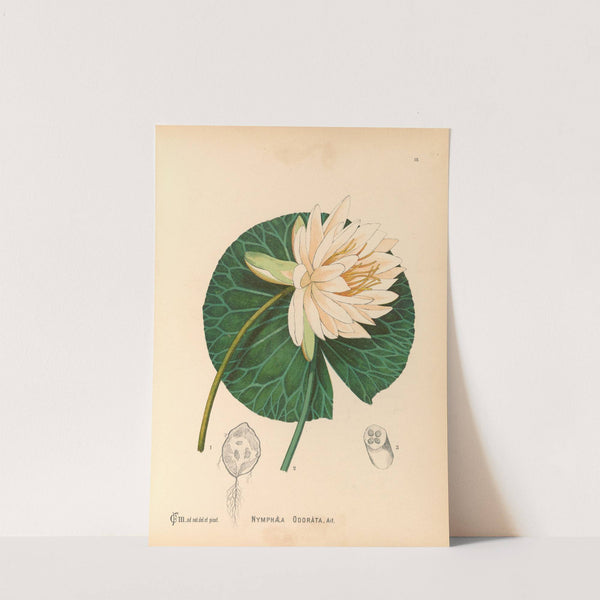 Medicinal Plants Pl.111 by Charles Frederick Millspaugh