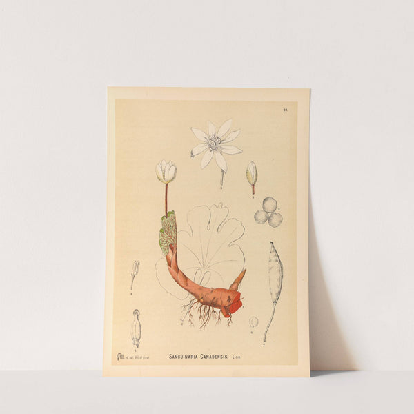 Medicinal Plants Pl.115 by Charles Frederick Millspaugh