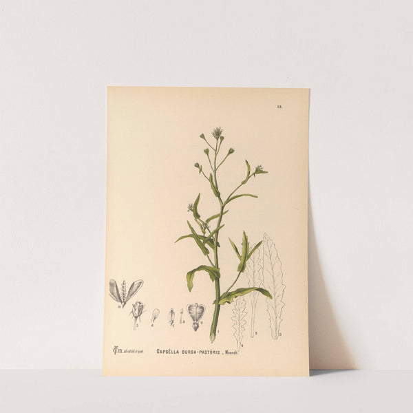 Medicinal Plants Pl.118 by Charles Frederick Millspaugh