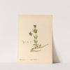 Medicinal Plants Pl.120 by Charles Frederick Millspaugh