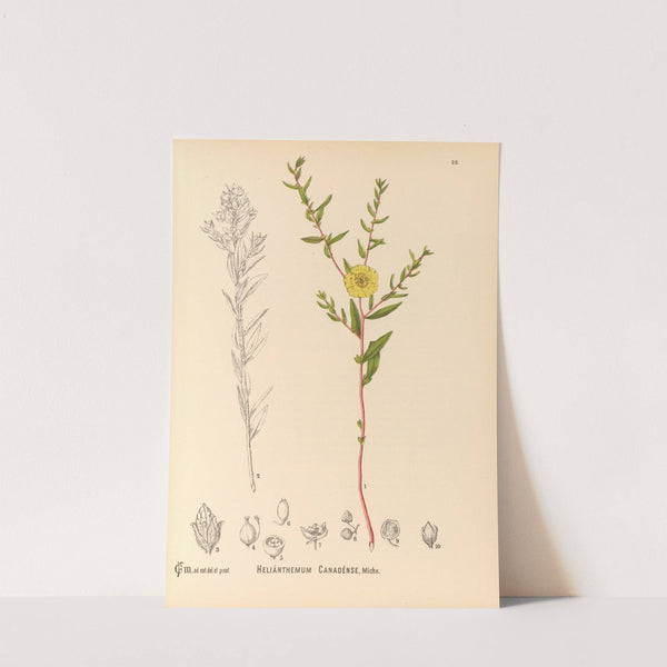 Medicinal Plants Pl.121 by Charles Frederick Millspaugh