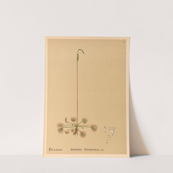 Medicinal Plants Pl.122 by Charles Frederick Millspaugh