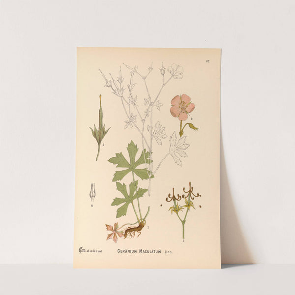 Medicinal Plants Pl.125 by Charles Frederick Millspaugh