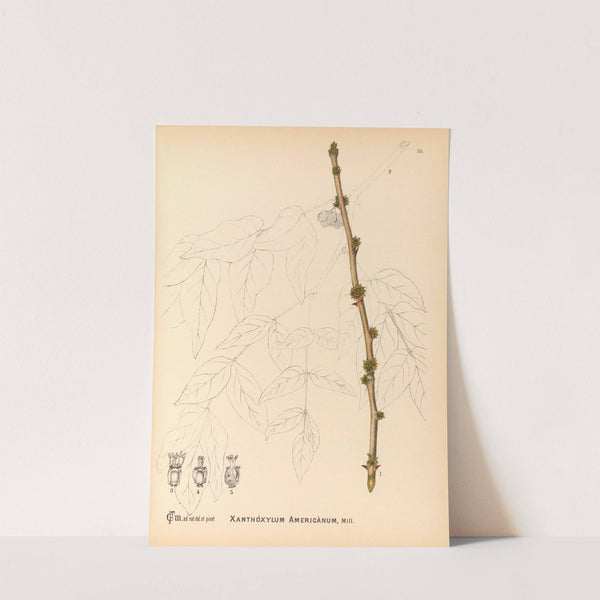 Medicinal Plants Pl.126 by Charles Frederick Millspaugh