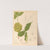 Medicinal Plants Pl.127 by Charles Frederick Millspaugh