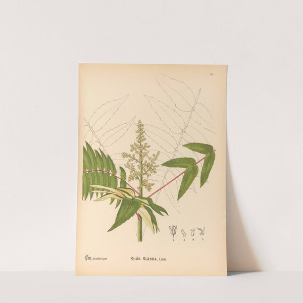 Medicinal Plants Pl.129 by Charles Frederick Millspaugh