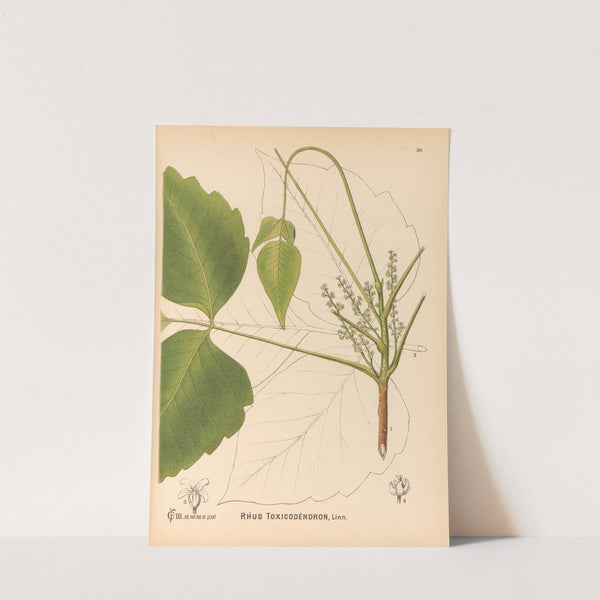 Medicinal Plants Pl.131 by Charles Frederick Millspaugh