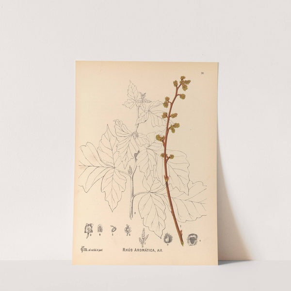 Medicinal Plants Pl.132 by Charles Frederick Millspaugh