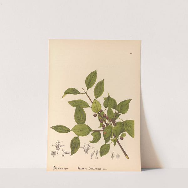 Medicinal Plants Pl.134 by Charles Frederick Millspaugh