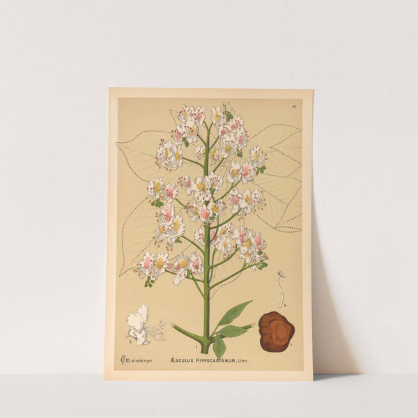 Medicinal Plants Pl.136 by Charles Frederick Millspaugh