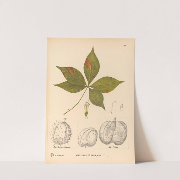 Medicinal Plants Pl.137 by Charles Frederick Millspaugh