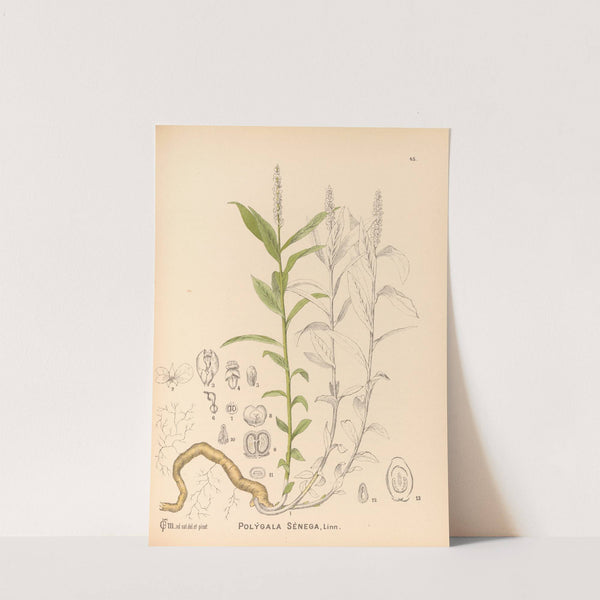 Medicinal Plants Pl.138 by Charles Frederick Millspaugh