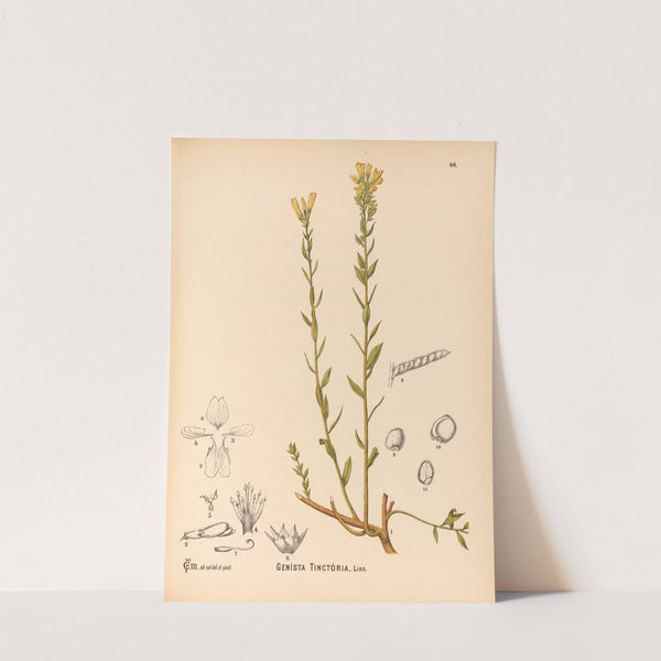 Medicinal Plants Pl.139 by Charles Frederick Millspaugh