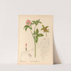 Medicinal Plants Pl.140 by Charles Frederick Millspaugh