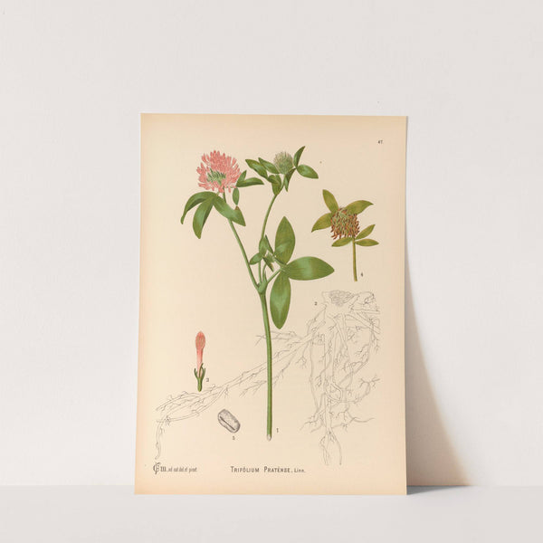 Medicinal Plants Pl.140 by Charles Frederick Millspaugh