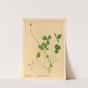 Medicinal Plants Pl.141 by Charles Frederick Millspaugh