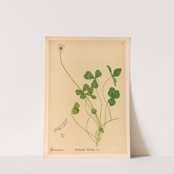Medicinal Plants Pl.141 by Charles Frederick Millspaugh