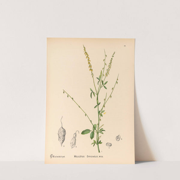 Medicinal Plants Pl.142 by Charles Frederick Millspaugh