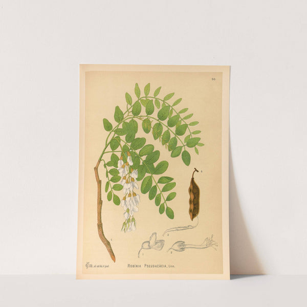 Medicinal Plants Pl.143 by Charles Frederick Millspaugh