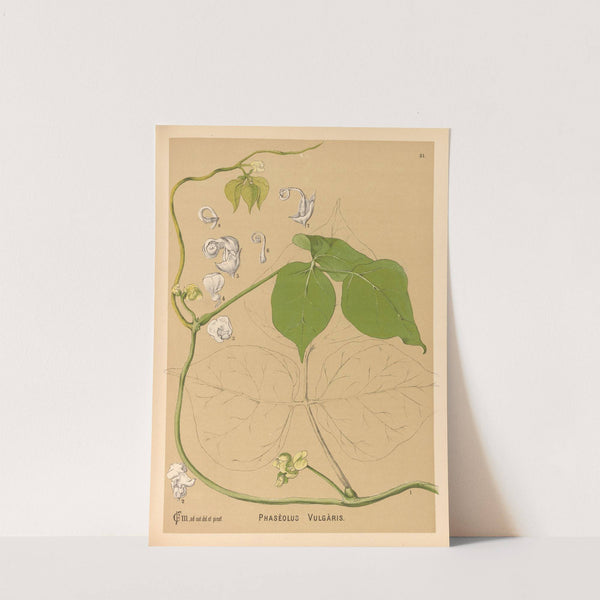 Medicinal Plants Pl.144 by Charles Frederick Millspaugh