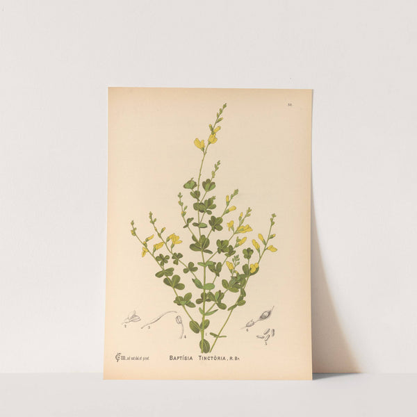 Medicinal Plants Pl.145 by Charles Frederick Millspaugh