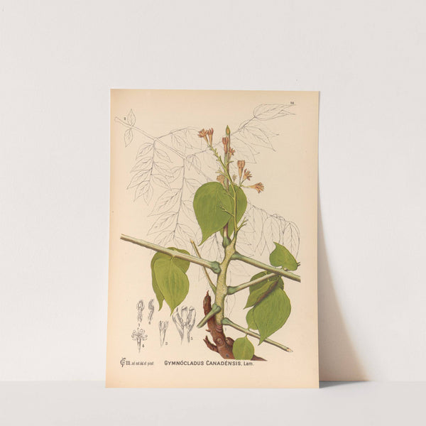 Medicinal Plants Pl.146 by Charles Frederick Millspaugh