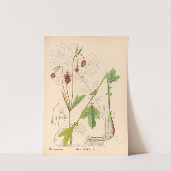 Medicinal Plants Pl.147 by Charles Frederick Millspaugh