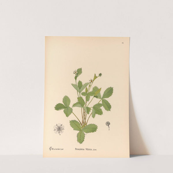 Medicinal Plants Pl.148 by Charles Frederick Millspaugh