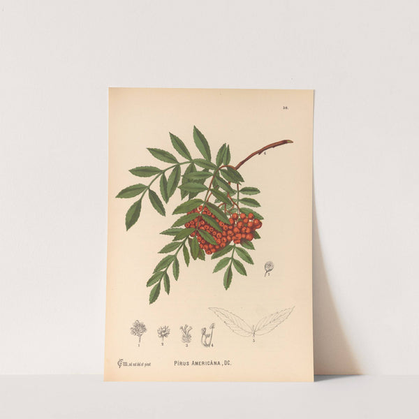 Medicinal Plants Pl.149 by Charles Frederick Millspaugh