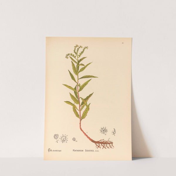 Medicinal Plants Pl.150 by Charles Frederick Millspaugh