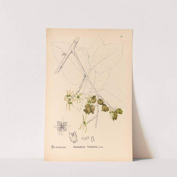 Medicinal Plants Pl.151 by Charles Frederick Millspaugh