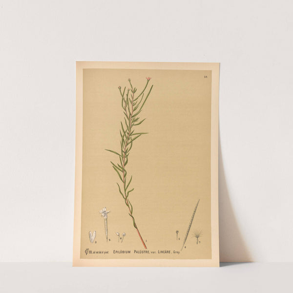 Medicinal Plants Pl.152 by Charles Frederick Millspaugh