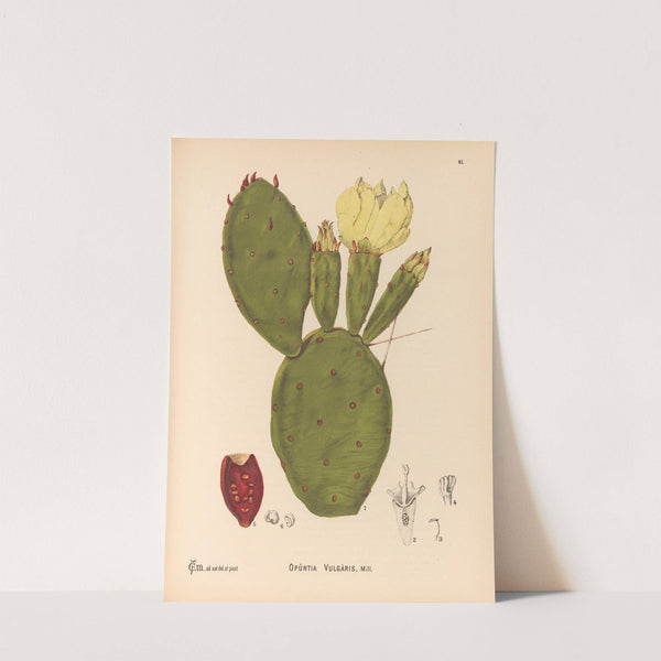 Medicinal Plants Pl.154 by Charles Frederick Millspaugh