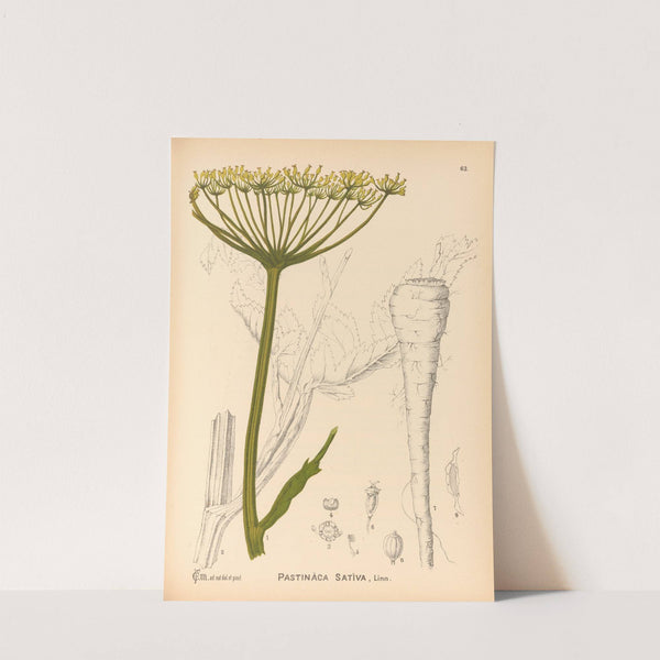 Medicinal Plants Pl.156 by Charles Frederick Millspaugh