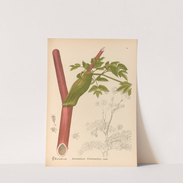 Medicinal Plants Pl.157 by Charles Frederick Millspaugh