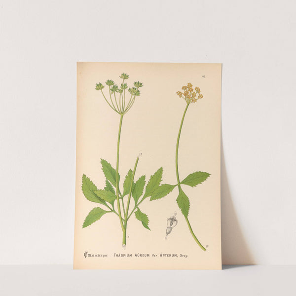 Medicinal Plants Pl.159 by Charles Frederick Millspaugh