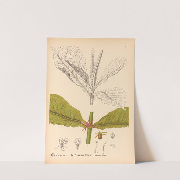 Medicinal Plants Pl.167 by Charles Frederick Millspaugh