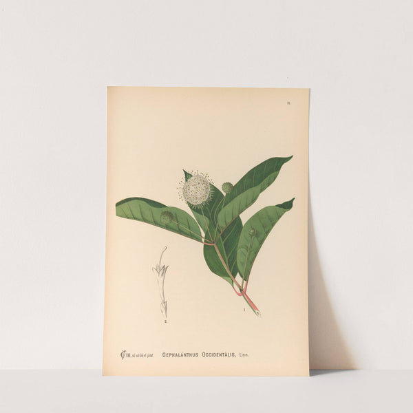 Medicinal Plants Pl.169 by Charles Frederick Millspaugh