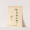 Medicinal Plants Pl.171 by Charles Frederick Millspaugh