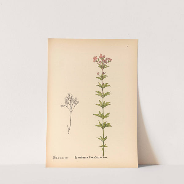 Medicinal Plants Pl.171 by Charles Frederick Millspaugh