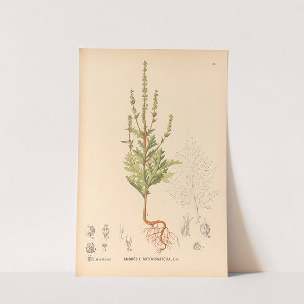 Medicinal Plants Pl.175 by Charles Frederick Millspaugh