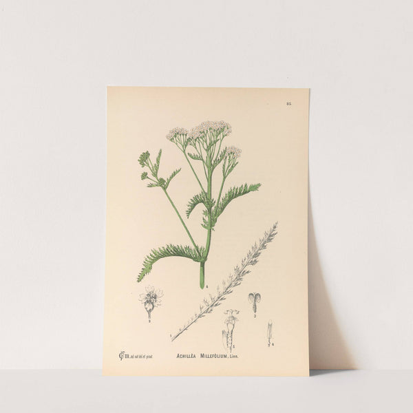 Medicinal Plants Pl.178 by Charles Frederick Millspaugh