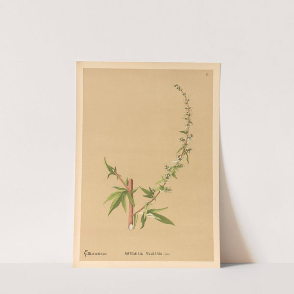 Medicinal Plants Pl.180 by Charles Frederick Millspaugh