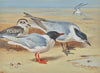 Mediterranean gull and juvenile with sandwich terns on a beach (1926)